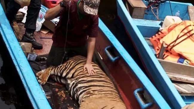 Bukan Hanya Kekasih, Harimau Juga Ngambek Jika Keinginannya Tak Dipenuhi
