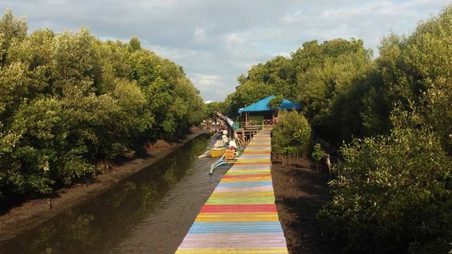 Kenalkan 10 Hewan yang Bisa Ditemukan di Hutan Mangrove