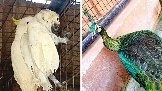 Langkah Ini yang Harus Segera Dilakukan Terhadap Satwa Liar Hasil Sitaan Perdagangan Ilegal