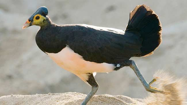 Maleo, Burung Langka yang Paling Setia Pada Pasangannya dan 6 Fakta Unik Tentangnya