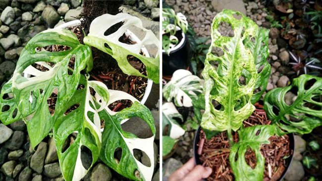 Pesona 'Janda Bolong' dan Harganya yang Semirip Mahar Pernikahan