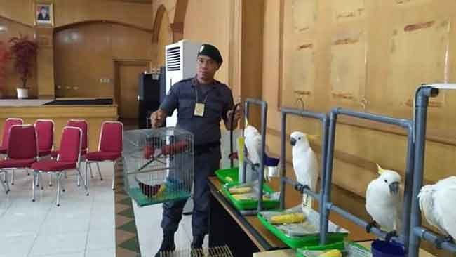 Balai Gakkum Sumatera Menyidik 9 Tersangka Penyelundupan 28 Burung Dilindungi