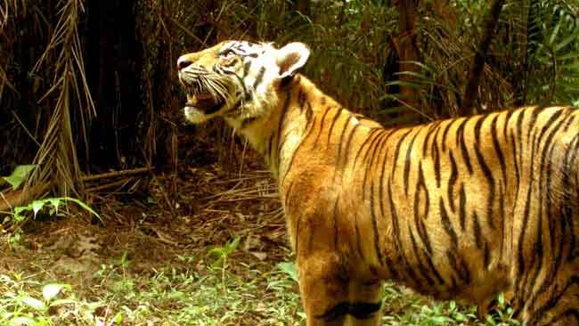 Diedintifikasi Sebagai Individu Baru Harimau Sumatera, Supik "Dikawal" Dua Pejantan