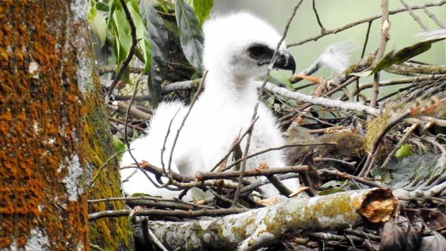 Sehari Sebelum Hari Bumi, Sang Penguasa Langit Jawa Terlahir ke Bumi