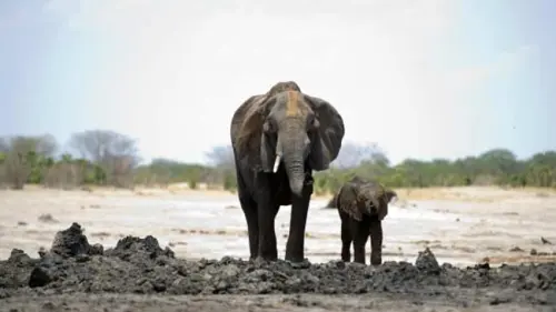 Alarm Bahaya, Gajah Mengilang, Jutaan Serangga Terancam Punah