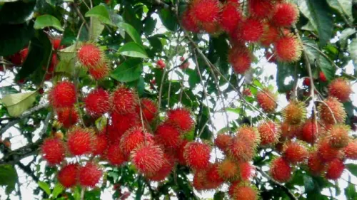 Buah Rambutan, Lezat Dagingnya dan Jangan Sepelekan 4 Manfaat Ajaib Bijinya