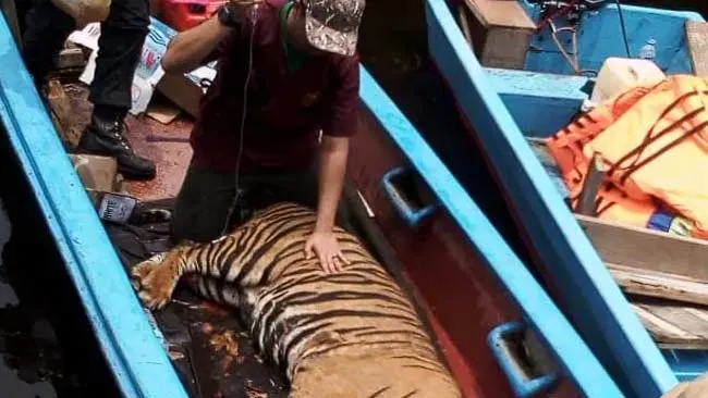 Bukan Hanya Kekasih, Harimau Juga Ngambek Jika Keinginannya Tak Dipenuhi