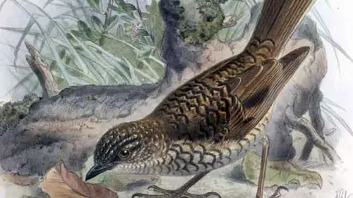 Ini Jenis Burung yang Dinyatakan Telah Punah atau Mendekati Kepunahan