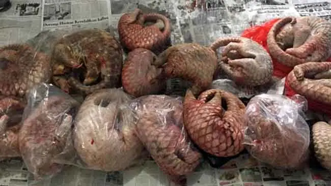 Karena Sisiknya, Banyak Trenggiling Temui Kematiannya