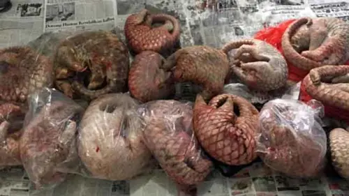 Karena Sisiknya, Banyak Trenggiling Temui Kematiannya