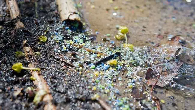 Mikroplastik Sebagai Petaka yang Mengancam Biota Laut