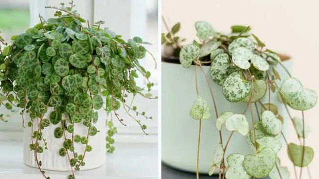 Peperomia dan Tali Hati, Penghias Teras yang Estetik Bermahar Selangit