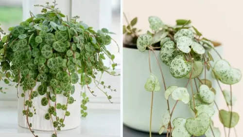 Peperomia dan Tali Hati, Penghias Teras yang Estetik Bermahar Selangit
