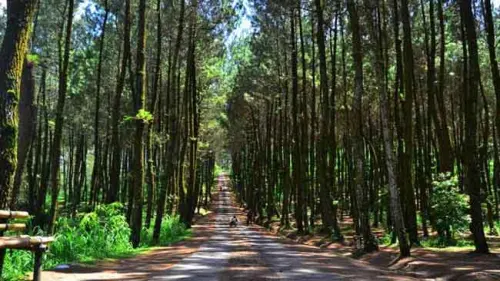 Perhutanan Sosial,  Akses Legal Mengola Kawasan Hutan?