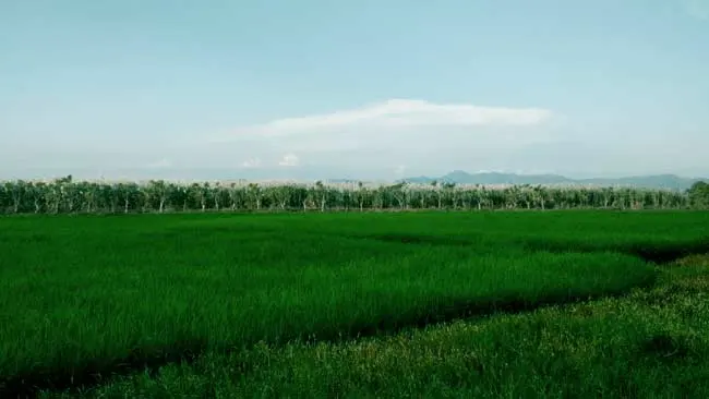 Perihal Permen LHK tentang Food Estate, WALHI: Membuka Kran Deforestasi Akut!