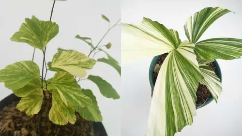 Philodendron, Selain Mahal dan Eksotik Punya Manfaat Besar bagi Kesehatan