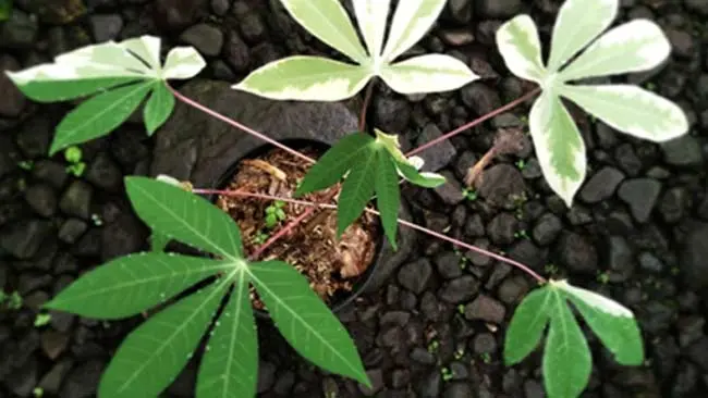Philodendron Variegated yang Lagi Booming dan Kontes Pertamanya di Indonesia