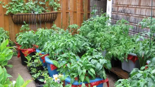 Sensasi Bahagia Berkebun di Rumah, Mulailah dengan Menanam 4 Jenis Sayuran Ini!