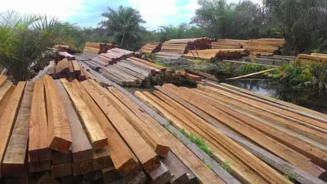 Temuan JPIK, Illegal Logging Semakin Marak di Kawasan Hutan