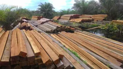 Temuan JPIK, Illegal Logging Semakin Marak di Kawasan Hutan