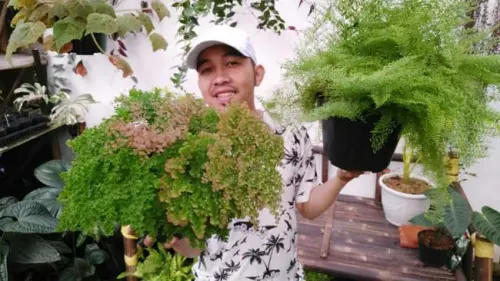 5 Trik Jitu Membeli Tanaman Hias, Jangan Asal Tergoda dengan yang Kinclong!