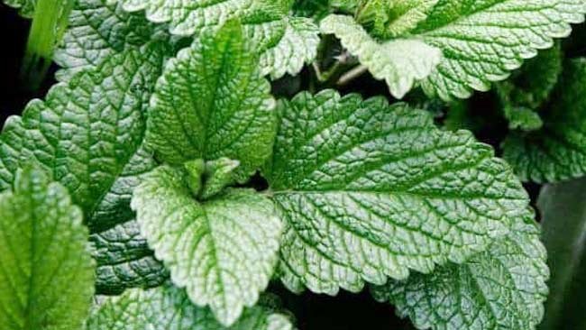 Apa Saja Khasiat Daun Mint untuk Kesehatan? Klik Ini!