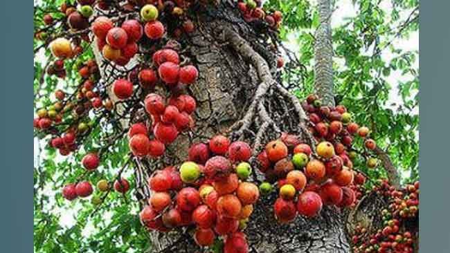Mengenal Pohon Ficus dan Manfaat Istimewa di Baliknya