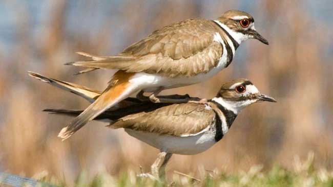 Demi Seekor Burung, Sebuah Lapangan Bola di Amerika Ditutup