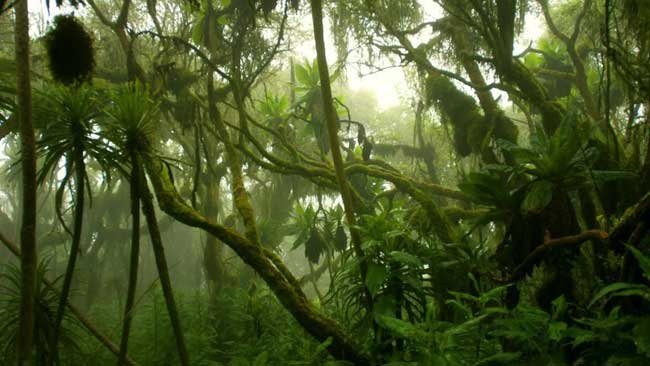 Hutan Muda dan Kontribusi Besarnya dalam Menyerap Karbon