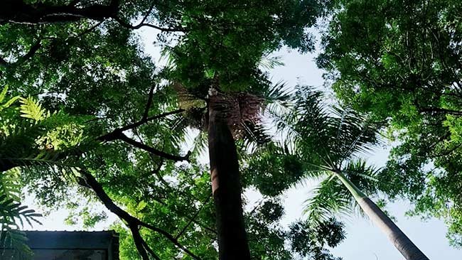 Kenalkan 10 Kota Teratas dengan Pohon Terbanyak di Dunia