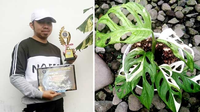 Jeff, Iwan dan Kisah Janda Bolong yang Terjual Selangit Pekan Ini