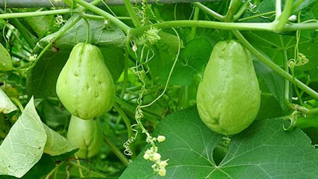 Labu Siam, Tanaman yang Kaya Serat