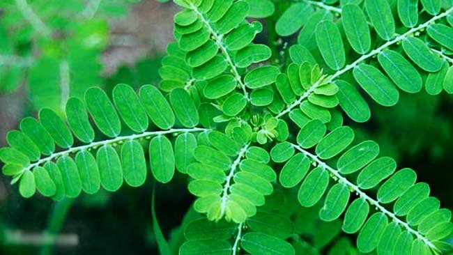 Kenali 151 Tumbuhan Obat Beserta Nama Latinnya