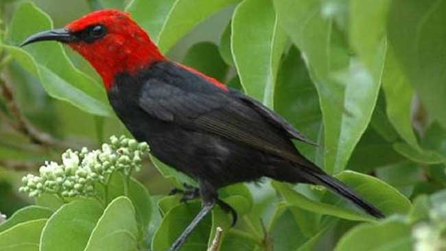 Myzomela Irianawidodoae, Burung Pertama yang Pakai Nama Ibu Negara