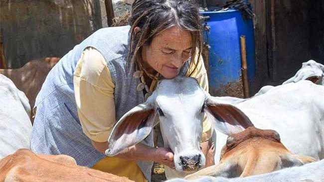 Perempuan 61 Tahun Asal Jerman Ini Rawat 1.800 Ekor Sapi yang Sakit di India