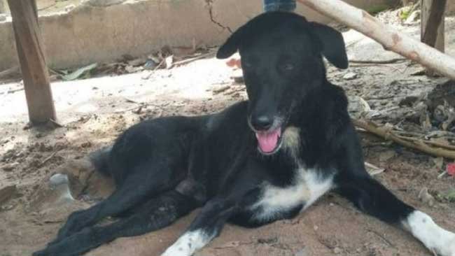 Kisah Seekor Anjing Selamatkan Bayi yang Dikubur Hidup-Hidup di Thailand