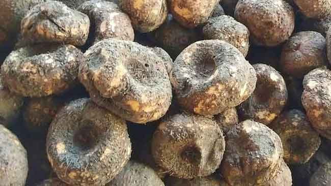 Selain Bisa Jernihkan Air, Ini Manfaat lain dari Tire
