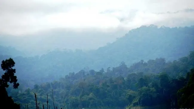 Belum-Temenggor, Rumah Berbagai Macam Flora dan Fauna Langka