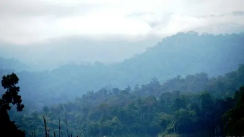 Belum-Temenggor, Rumah Berbagai Macam Flora dan Fauna Langka
