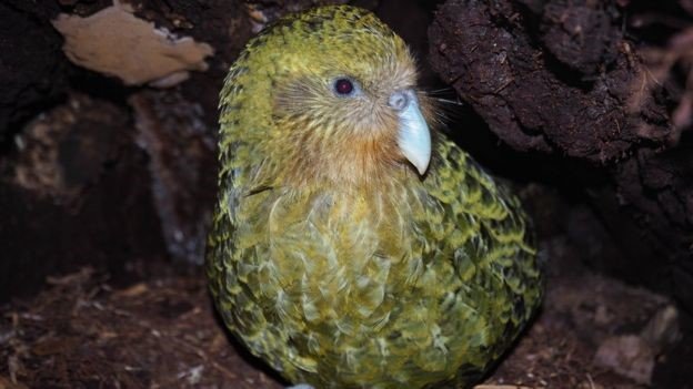 Diselamatkan dari Kepunahan, Otak Anak Burung Beo Kakapo Dioperasi