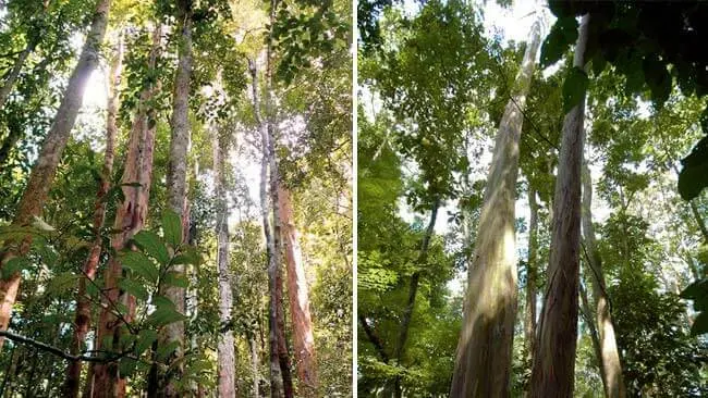 Dayak Iban, Penjaga Hutan Terdepan di Kapuas Hulu Kalimantan Barat