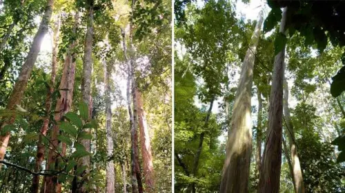 Dayak Iban, Penjaga Hutan Terdepan di Kapuas Hulu Kalimantan Barat