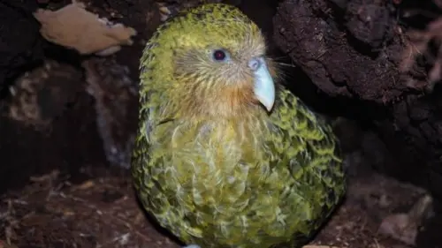 Diselamatkan dari Kepunahan, Otak Anak Burung Beo Kakapo Dioperasi