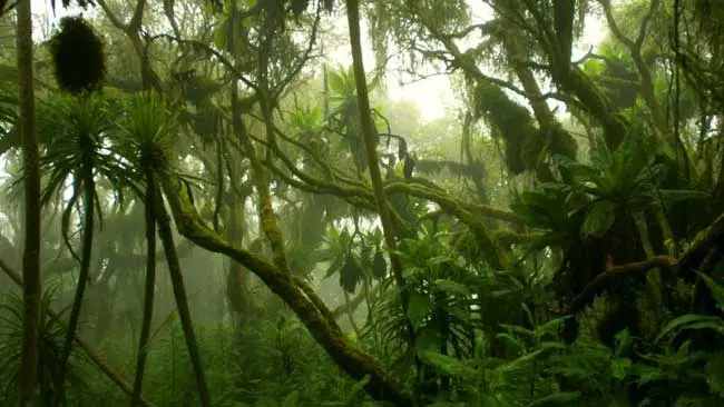 Hutan Muda dan Kontribusi Besarnya dalam Menyerap Karbon