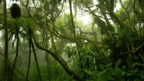 Hutan Muda dan Kontribusi Besarnya dalam Menyerap Karbon