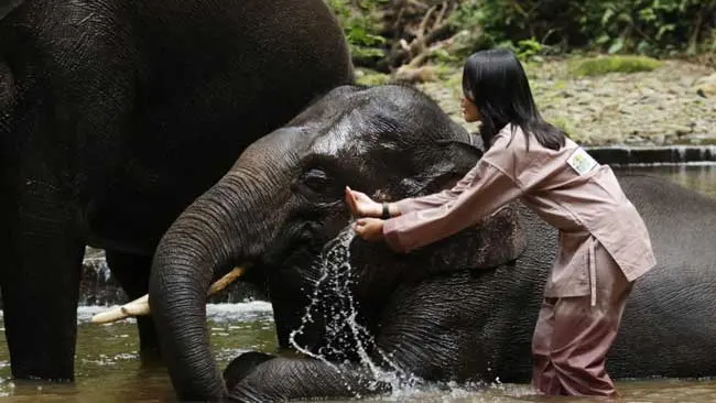 Ingin Rasakan Mandi Bersama Gajah, Ayo ke Aek Nauli!