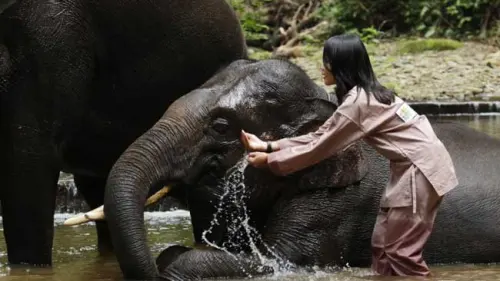 Ingin Rasakan Mandi Bersama Gajah, Ayo ke Aek Nauli!
