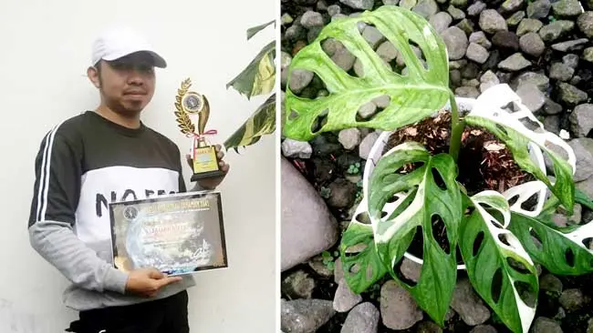 Jeff, Iwan dan Kisah Janda Bolong yang Terjual Selangit Pekan Ini