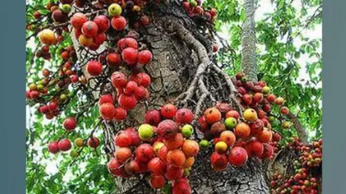 Mengenal Pohon Ficus dan Manfaat Istimewa di Baliknya