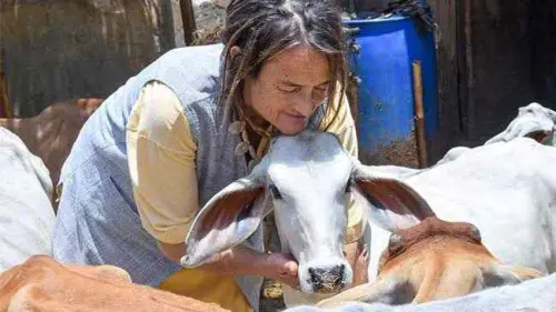 Perempuan 61 Tahun Asal Jerman Ini Rawat 1.800 Ekor Sapi yang Sakit di India